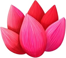 a pink lotus flower on a white background.jpg